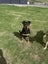 Knox - friendly and healthy pup looking for a new family :) Carousel 1