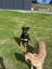 Knox - friendly and healthy pup looking for a new family :) Carousel 2