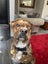 Reggie - Rottweiler cross Carousel 1