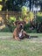 Reggie - Rottweiler cross Carousel 2