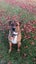 Reggie - Rottweiler cross Carousel 3