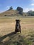 Reggie - Rottweiler cross Carousel 4