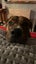 Reggie - Rottweiler cross Carousel 5