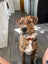 Reggie - Rottweiler cross Carousel 7