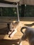 American Bulldog Puppies Carousel 3