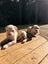 American Bulldog Puppies Carousel 4