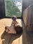 American Bulldog Puppies Carousel 5