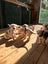 American Bulldog Puppies Carousel 6