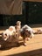 American Bulldog Puppies Carousel 9
