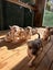 American Bulldog Puppies Carousel 8