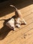 American Bulldog Puppies Carousel 7
