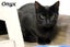 Cats Protection Canterbury - Teens Carousel 6