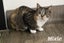 Cats Protection Canterbury - Teens Carousel 7