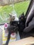 PONYO - KITTEN AVAILABLE FOR ADOPTION - PET WHISPERER RESCUE Carousel 3