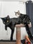 PONYO - KITTEN AVAILABLE FOR ADOPTION - PET WHISPERER RESCUE Carousel 4