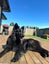 Our beautiful girl Carousel 2