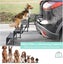 NEW NEW Folding Dog Steps - NEW *IN STOCK NOW* Carousel 4