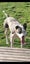 Cleo, American Staffy/ CaneCorso 4 Years Old Carousel 4