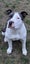 Cleo, American Staffy/ CaneCorso 4 Years Old Carousel 6