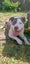 Cleo, American Staffy/ CaneCorso 4 Years Old Carousel 1