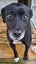 Jack - Jack Russell cross Carousel 1