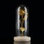 rose flower with glass cover Preserved Rose Flower LED Light with Glass Cover Carousel 4