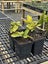 Aucuba Japonica 'Crotonodies' (Spotted Laurel) Carousel 1