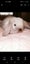 Purebred minilops Carousel 3