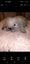 Purebred minilops Carousel 4