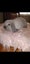 Purebred minilops Carousel 5