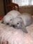 Purebred minilops Carousel 7