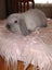 Purebred minilops Carousel 8