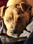Tilly (Ellie's Canine Rescue & Rehome) Carousel 3