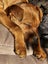 Tilly (Ellie's Canine Rescue & Rehome) Carousel 4