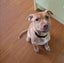 Danica (Ellie's Canine Rescue & Rehome) Carousel 1