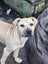 Etta (Ellie's Canine Rescue & Rehome) Carousel 1