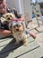 Purebred Yorkie Terriers Carousel 3