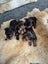 Purebred Yorkie Terriers Carousel 4