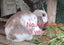 Mini loop rabbit Carousel 2