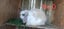 Mini loop rabbit Carousel 3