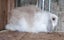 Mini loop rabbit Carousel 4