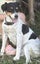 Purebred Miniature Fox Terrier Puppy Carousel 5