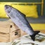 Cat Toy Fish Electric Flopping Fish Carousel 2