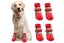 Waterproof Anti Slip Pet Shoes with Rubber Sole for Indoor and Outdoor Use -Red Carousel 2