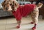 Waterproof Anti Slip Pet Shoes with Rubber Sole for Indoor and Outdoor Use -Red Carousel 5