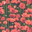 Patchwork Quilting Sewing Fabric ANZAC Poppys 50x55cm FQ Carousel 2