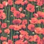 Patchwork Quilting Sewing Fabric ANZAC Poppys 50x55cm FQ Carousel 4