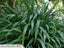 Flax Phormium cookianum native seeds Carousel 1