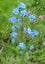 Forget me not blue flowering perennial Cynoglossum seeds Carousel 1