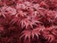 Japanese Red Maple seeds Carousel 1